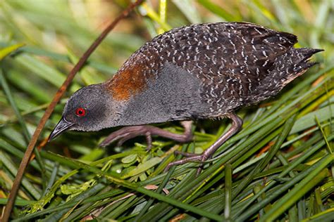 The black rail: A bird that’s been flying under the radar since Audubon ...