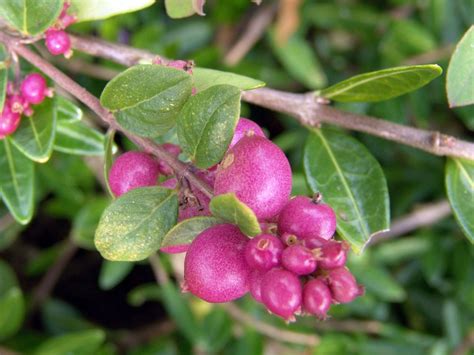 Korallenbeere - Symphoricarpos orbiculatus - Baumschule Horstmann