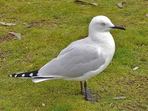 Black-billed Gull (Chroicocephalus bulleri) | Gulls :: Lari | Pinterest | Gull