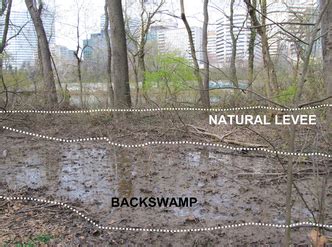 Floods - How Catastrophic Events Impact Ecosystems