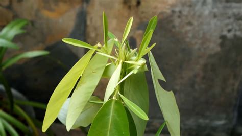 Codariocalyx Motorius 20 Seeds, Telegraph Dancing Plant, Desmodium gyrans | eBay