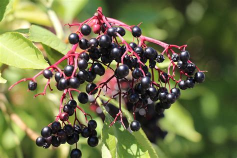 Delicious Uses for Elderberries