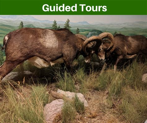 Guided Tours - International Wildlife Museum