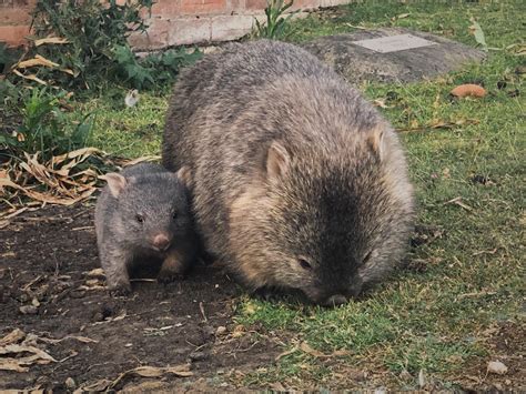 Pin by Gloria Kurko on God's Pets! ☝ | Baby wombat, Wombat, Wombat pictures