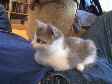 Trying to get a good adoption picture of Jingle's kitten B… | Flickr