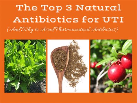 The 3 Most Powerful Natural Antibiotics for a UTI [Research-Based]