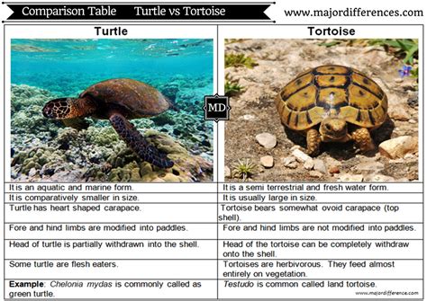 Difference between Turtle and Tortoise (Turtle vs Tortoise) - Comparison table | Tortoise turtle ...