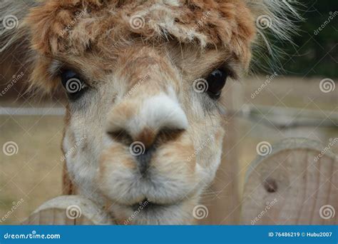 Lama Lame Animal Animals Animals Animal Aye Hair Close Stock Image - Image of lama, lame: 76486219