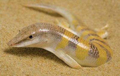 i want one so bad sand fish skink | Pet lizards, Reptiles and amphibians, Amphibians