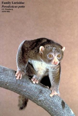 ADW: Perodicticus potto: INFORMATION