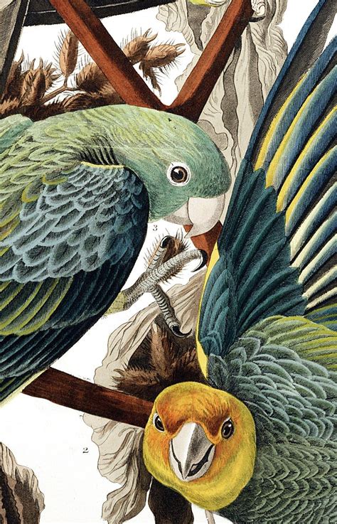 venicepointofview | Bird art, Bird illustration, Audubon prints