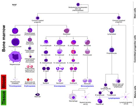 What are Nucleated red blood cell (NRBC)?