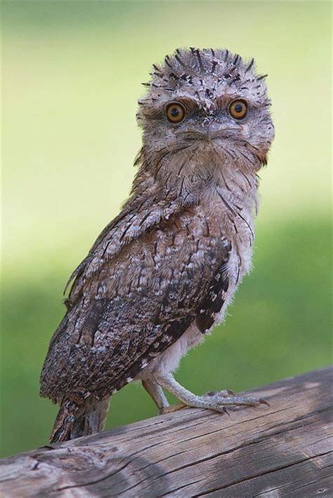 24 best images about frogmouth owl on Pinterest