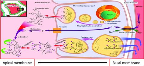 Diagrammatic illustration of thyroid hormone synthesis. First iodide... | Download Scientific ...