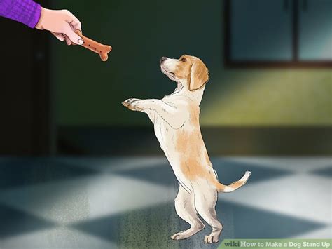 How to Make a Dog Stand Up: 14 Steps (with Pictures) - wikiHow