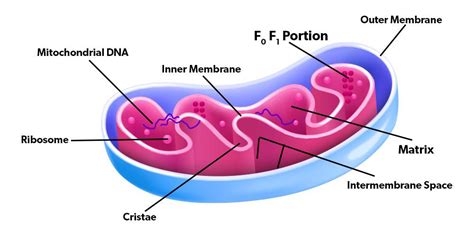 What Is Mitochondria