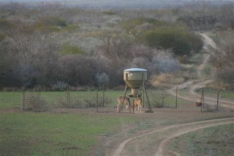 How to Make a Deer Feeder Like Pro Hunters?