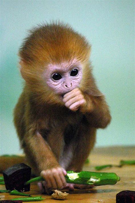 18 Most Innocent and Cute Baby Monkeys #12 Steal My Heart | Reckon Talk