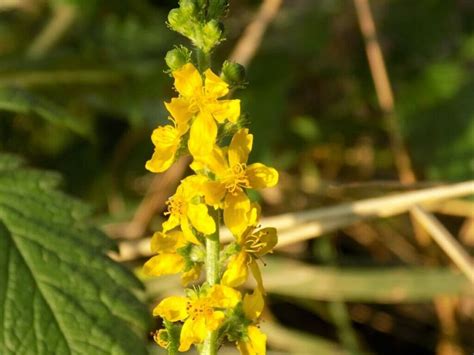 Agrimony Flower That means: Unveiling Cultural Tales, Myths, and ...