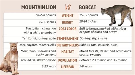 Similarities And Differences Between Mountain Lion And Bobcat