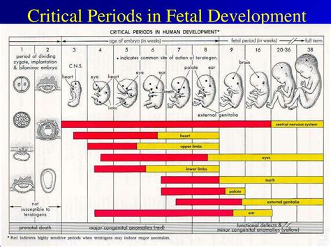 PPT - Stages of Prenatal Development PowerPoint Presentation, free download - ID:671610