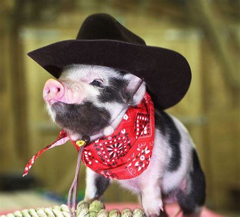 pigs-in-costumes-omg-cute-things-082312-04 - Animal Fair