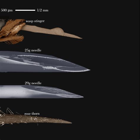 Wasp stinger, hypodermic needles, and rose thorn under the electron microscope [OC, scale bar ...