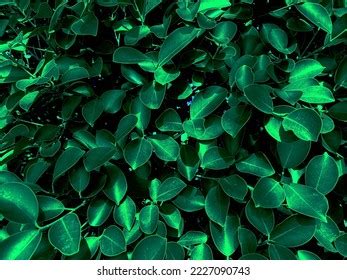 Green Leaf Pattern Backgrounds Nature Backgrounds Stock Photo 2227090743 | Shutterstock