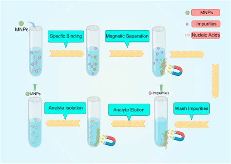 The extraction process of nucleic acids based on MNPs including lysis ...