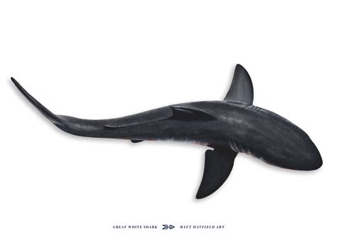 Shark "View from Above" Realistic Floor Graphic - Matt Hatfield Art