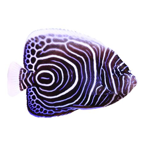 Emperor Angelfish, Juvenile For Sale - Small | Petco