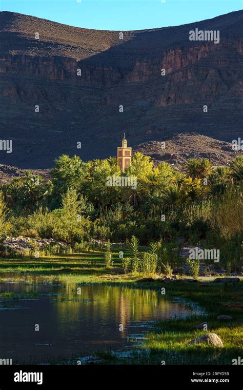 North Africa. Morocco. Oasis of Fint. River and palm groove, the minaret of the village in the ...