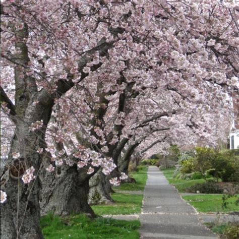 Apple Blossom Tree Lane Always wanted this down my driveway. | Blossom trees, Fruit trees, Blossom