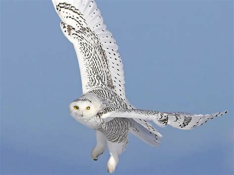 Snowy Owl Wallpaper and Screensavers - WallpaperSafari