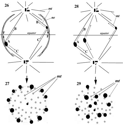 ^29. The formation of different types of metaphase plates according to... | Download Scientific ...