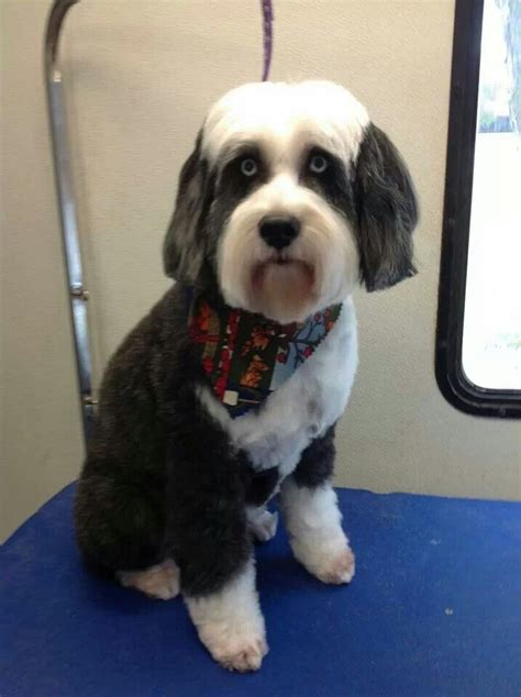 Tibetan Terrier | Terrier Grooming by Diamond in the Ruff Mobile Pet ...