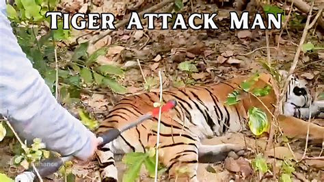 Tiger Attack Man and Waited Outside 3 Nights | Full video Tiger Rescue ...