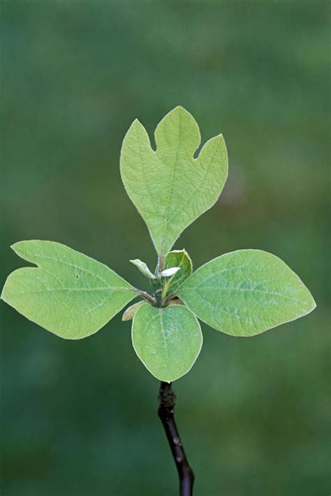 Understanding Lobed Leaves: Find Balance in Tree Identification