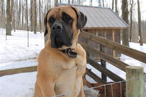 American Mastiff Puppies For Sale | Sugarcreek, OH #98034