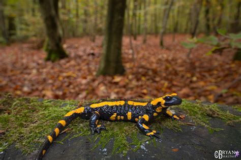 Fire Salamander in Habitat - Wildernessshots Photography