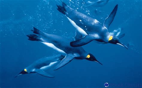 File:Penguins diving.jpg - Wikimedia Commons