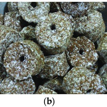 Types of briquettes produced using biomass wastes, from left to right ...