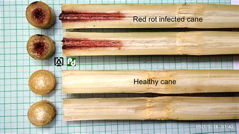 diseases of sugarcane