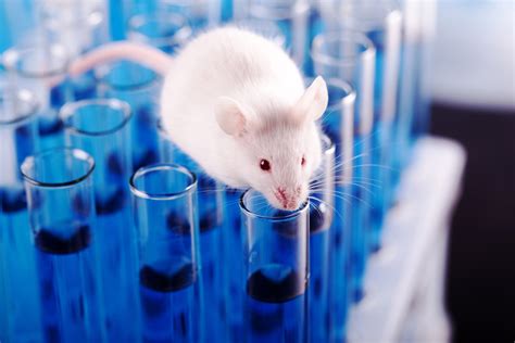 Study confirms why we need female mice in neuroscience research ...