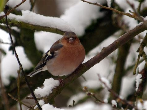 Chaffinch - bogfinke (Fringilla coelebs), December 2009 | Flickr