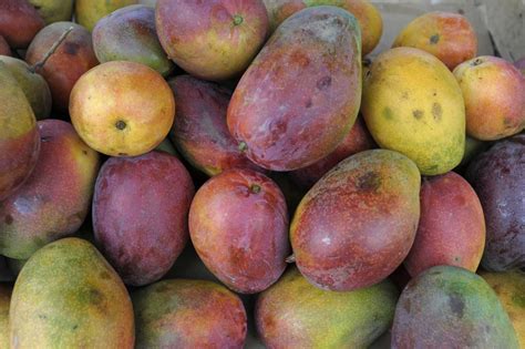 The Philippines is overflowing with a surplus of mangoes and people are panicking - NewsTimes