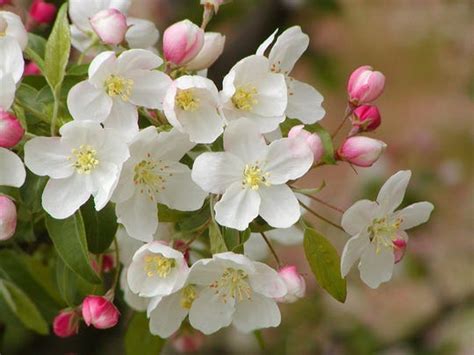 The best crabapple trees for your landscape