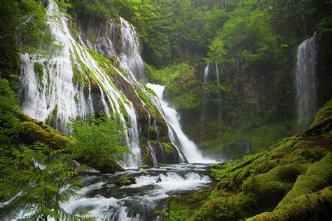 A Lush Green Forest Surrounds Panther Photograph by Christopher Kimmel - Pixels