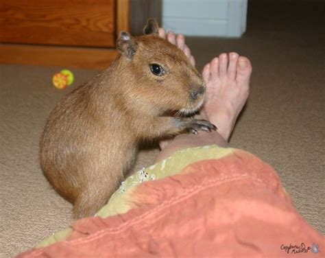 The Capybara, a new pet? - Yummypets