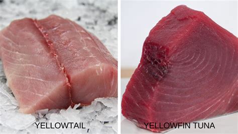 Yellowtail vs Yellowfin Tuna - Catalina Offshore - Online Fish Market